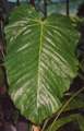 Anthurium spp limegreen 