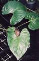 Cyanastrum cordifolium 