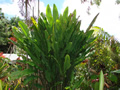 Cyclanthus bifidus