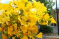 Delonix regia yellow flower close up 