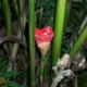 Etlingera spp pink helani type flower 
