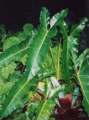 Philodendron williamsii 